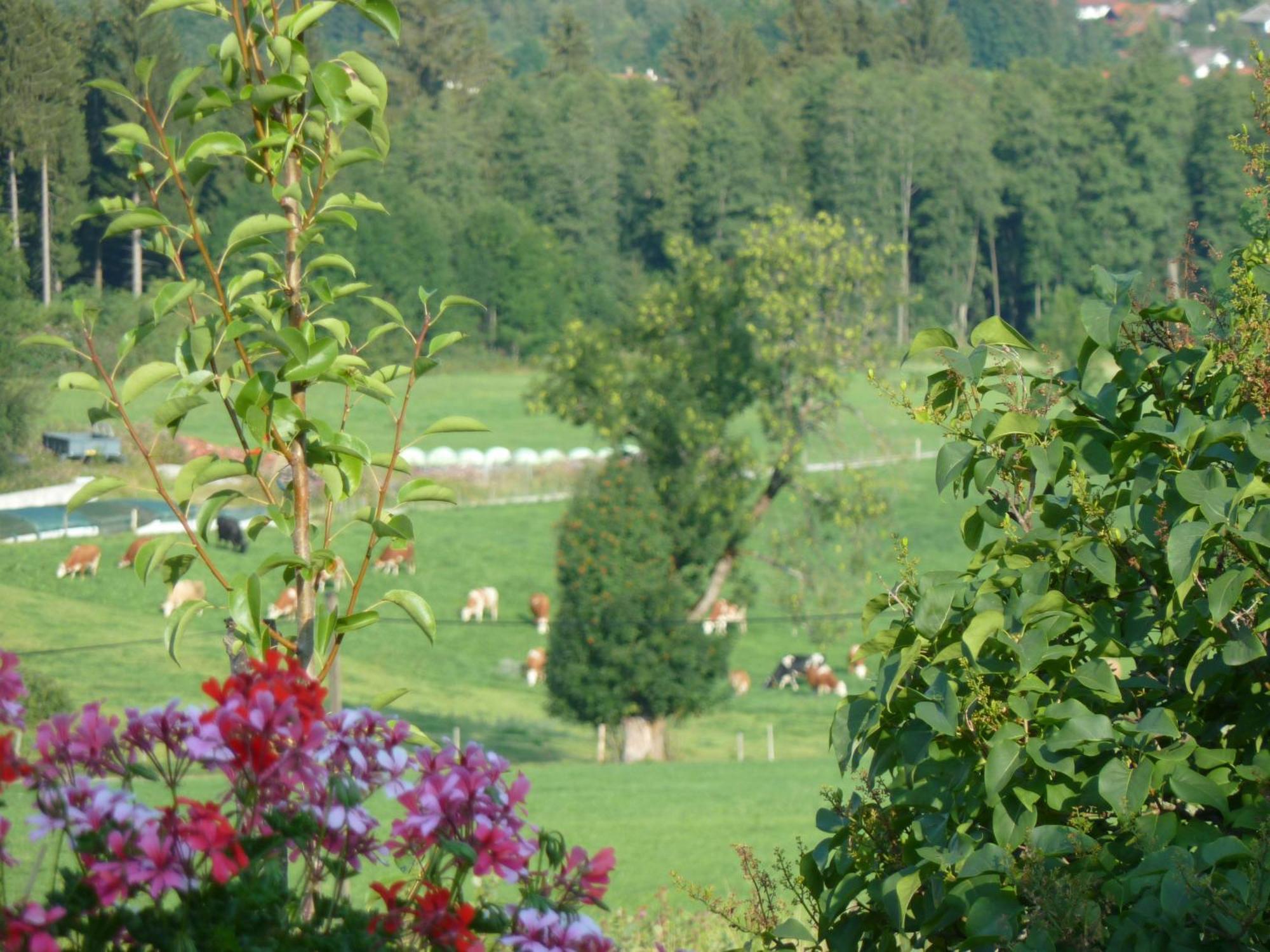Ferienwohnung Panorama Bad Kohlgrub Luaran gambar